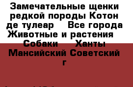 Замечательные щенки редкой породы Котон де тулеар  - Все города Животные и растения » Собаки   . Ханты-Мансийский,Советский г.